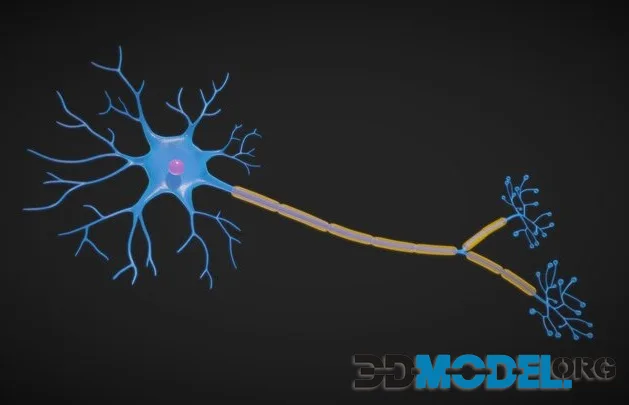 Neuron Cell Structure (PBR)