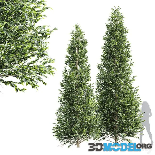 New Tree High detail Carpinus Betulus Tall