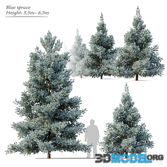 Norway blue spruce