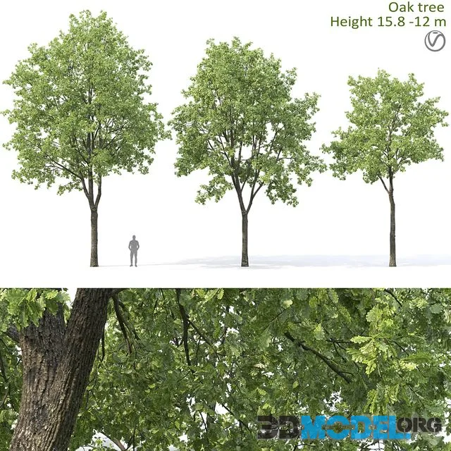 Oak tree 15.8-12m