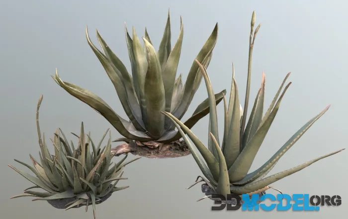 Pack Agave Aloe Vera Lp Pbr (PBR)
