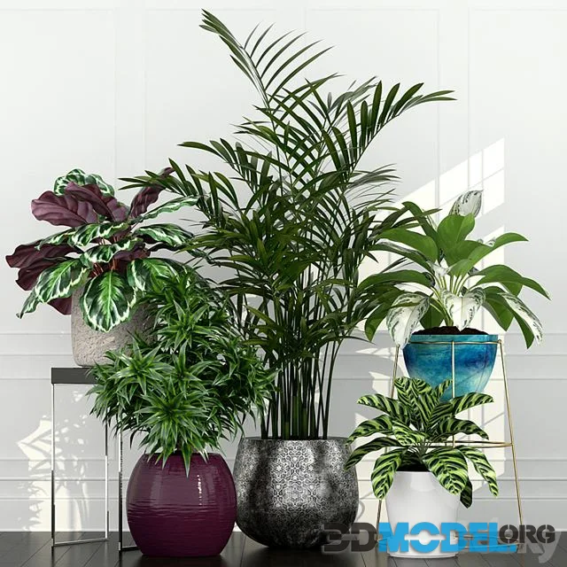 Plants collection 54