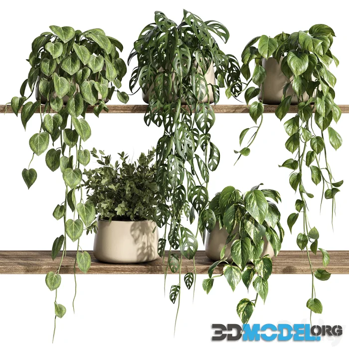 Plants on Shelf 26