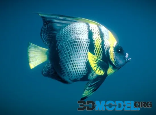 Pomacanthus Zonipectus ( Cortez Angelfish ) (PBR)