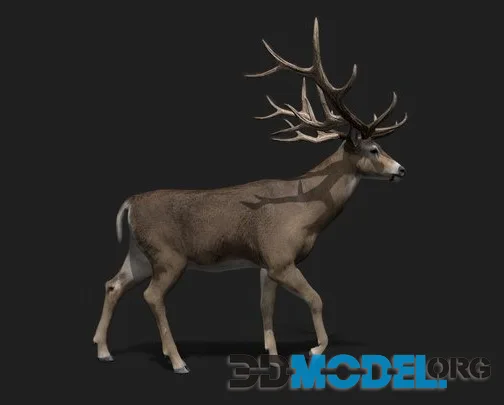 Realistic Deer 3D Model 2.0 (PBR)
