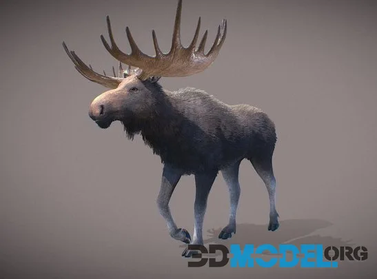 Realistic Moose (PBR)