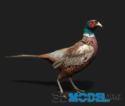 Realistic Pheasant 3D Model (PBR)