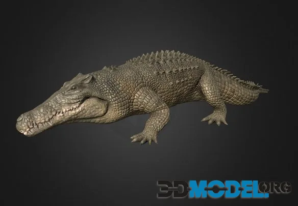 Saltwater Crocodile (PBR)