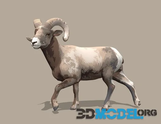 Toon Bighorn Sheep 3D Model (PBR)