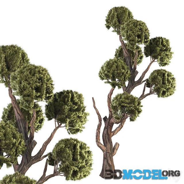 Topiary Ball Tree