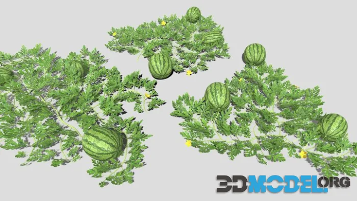 Watermelon Plantation (PBR)