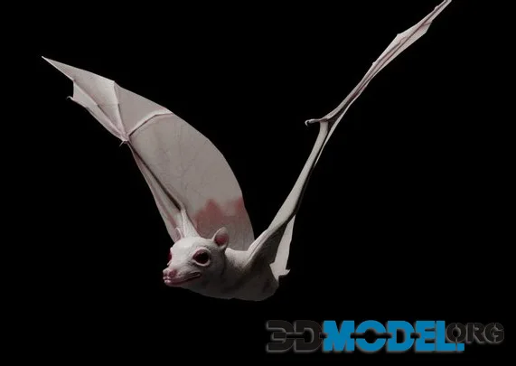 Albino Fruit Bat (PBR)
