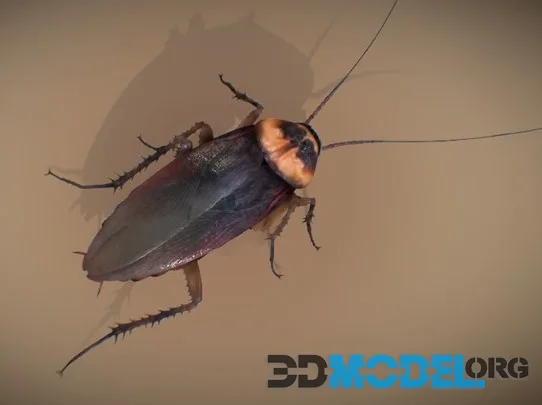 American Cockroach (PBR)