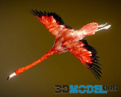 American Flamingo (PBR)
