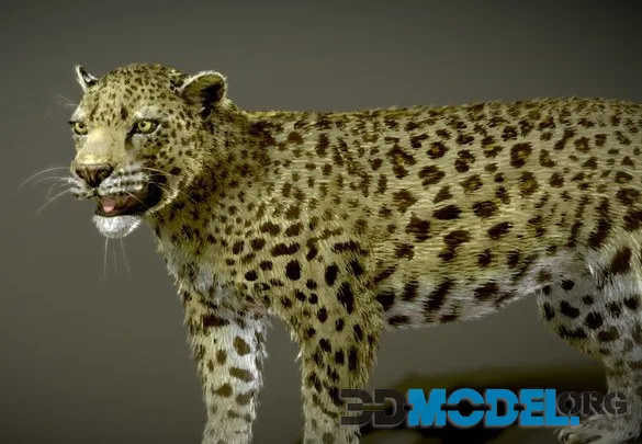 Arabian Leopard 01 (PBR)