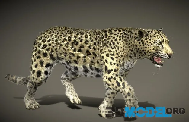 Arabian Leopard 02 (PBR)