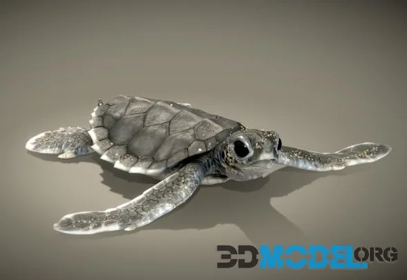 Baby Green Sea Turtle ( Hatching ) (PBR)