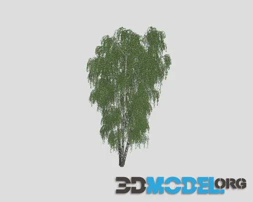 Birch 81 AM258 Archmodel Low-poly