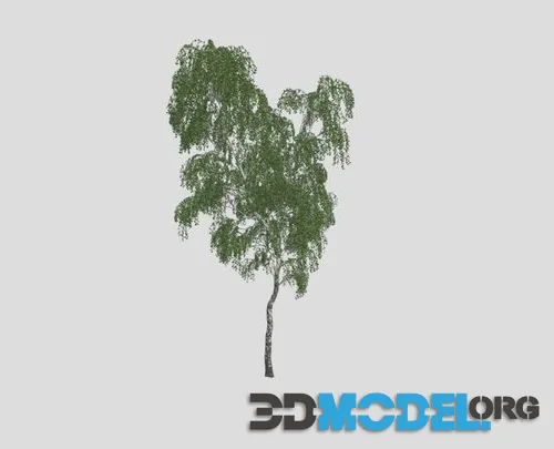 Birch 84 AM258 Archmodel Low-poly