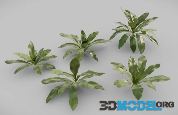 Bird Nest Fern (PBR)