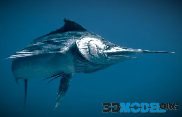 Black Marlin (PBR)