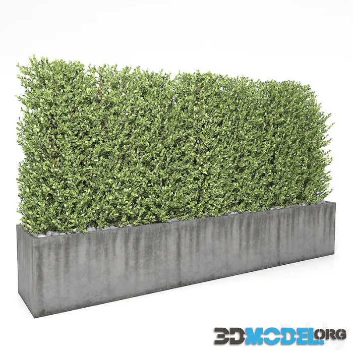 Boxwood – hedge