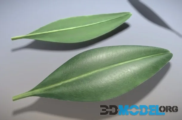 Boxwood Leaf High Poly Version Low-poly