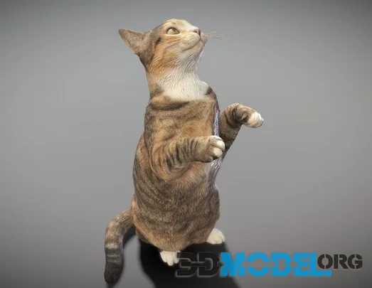 Calico Cat 10 Low-poly