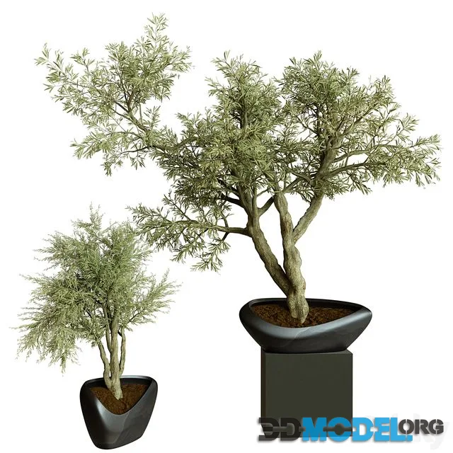 Collection Indoor Plant 72