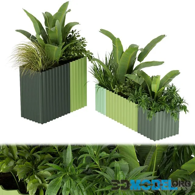 Collection plant vol 318 – banana – indoor – leaf