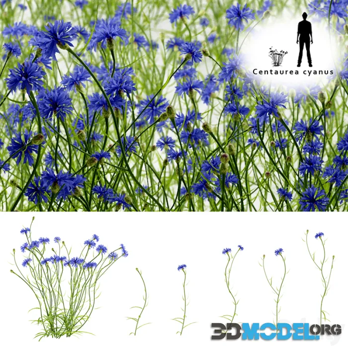 Cornflower blue flower Centaurea cyanus