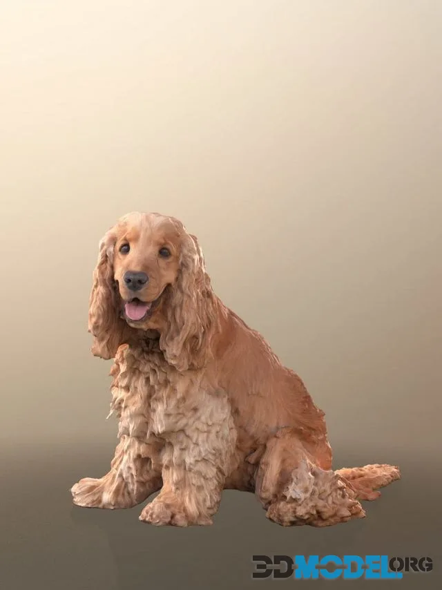 Curly Brown Dog Sitting Cocker Spaniel (PBR)