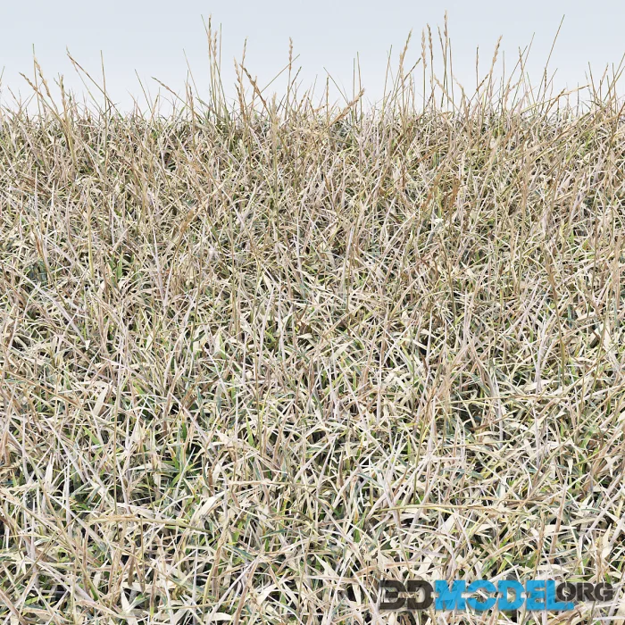 dry grass