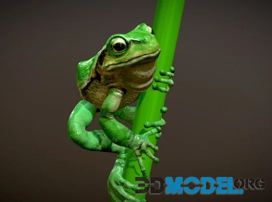 European Tree Frog (PBR)