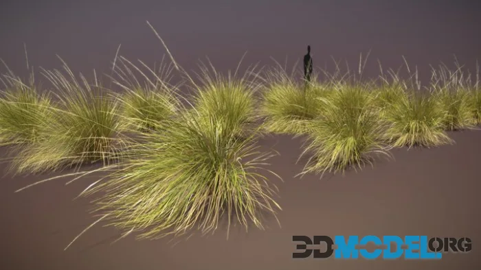 Festuca Mairei Ornamental Grass (15 Plants) (PBR)