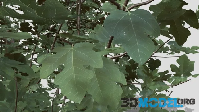 Fig Tree (PBR)
