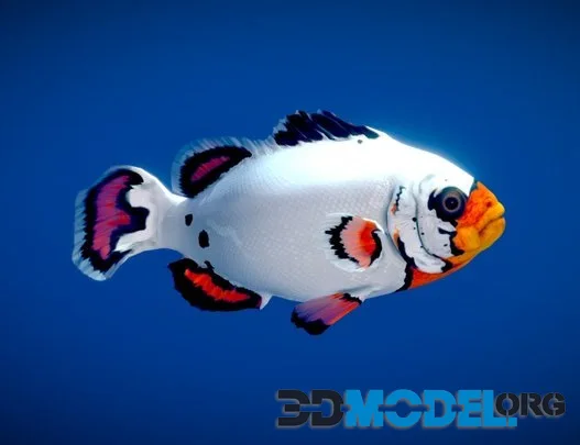 Flurry Clownfish (PBR)