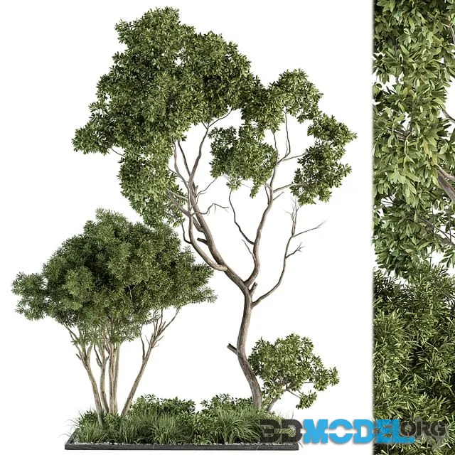 Garden Set Broadleaf Tree – Outdoor Plants Set 360