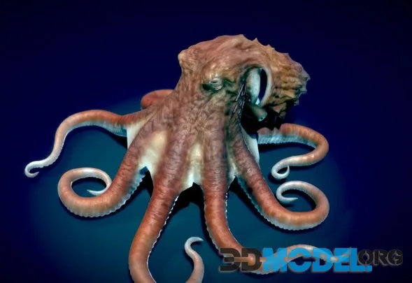 Giant Pacific Octopus (PBR)