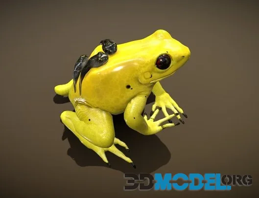 Golden Poison Dart Frog (PBR)