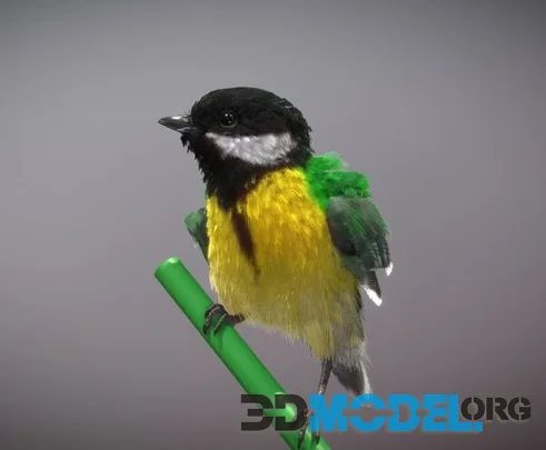 Great Tit (PBR)