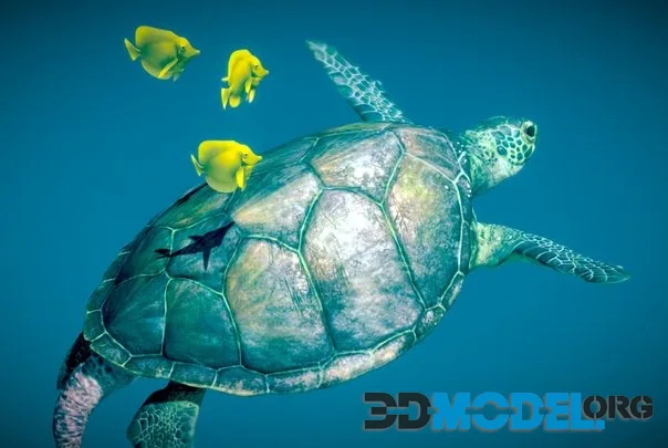 Green Sea Turtle (PBR)