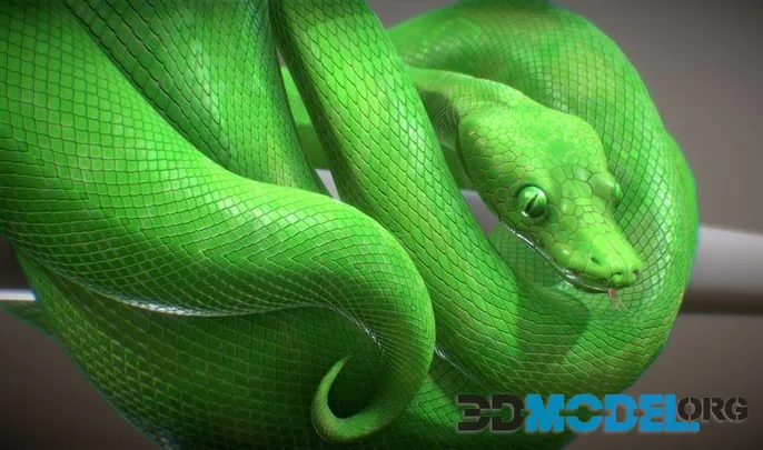 Green Tree Python (PBR)