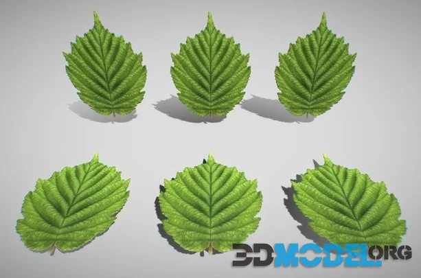 Hazelnut Leaf High Poly Low-poly