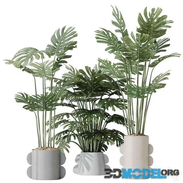HQ HousePlants Elegant Monstera Deliciosa Large Leaf Form Swiss Cheese Set04