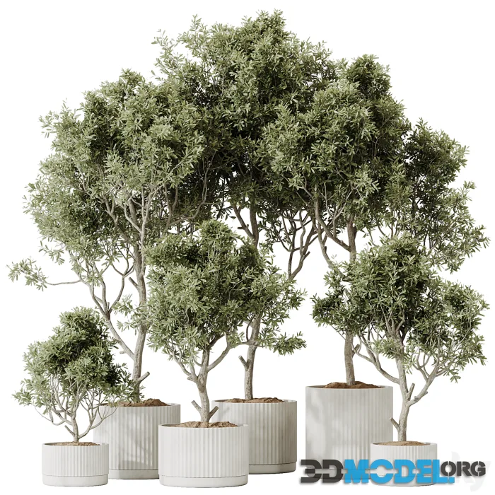 HQ HousePlants Mission Kalamata Leccino Arbequina Wilsonii Chemlali Olive Set 25