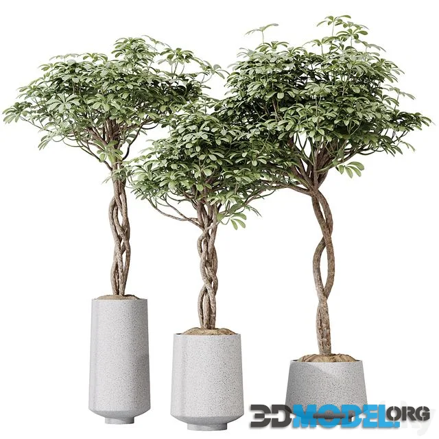 HQ HousePlants Schefflera Arboricola Umbrella Set02