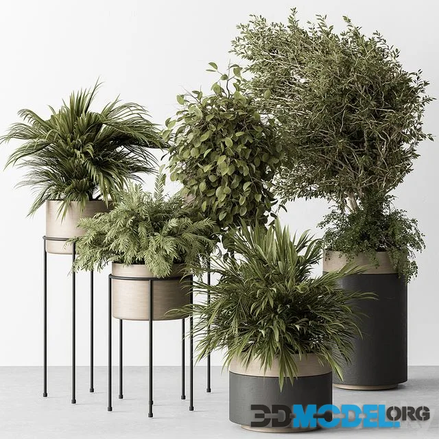 indoor Plant 442 – Tree and Bush