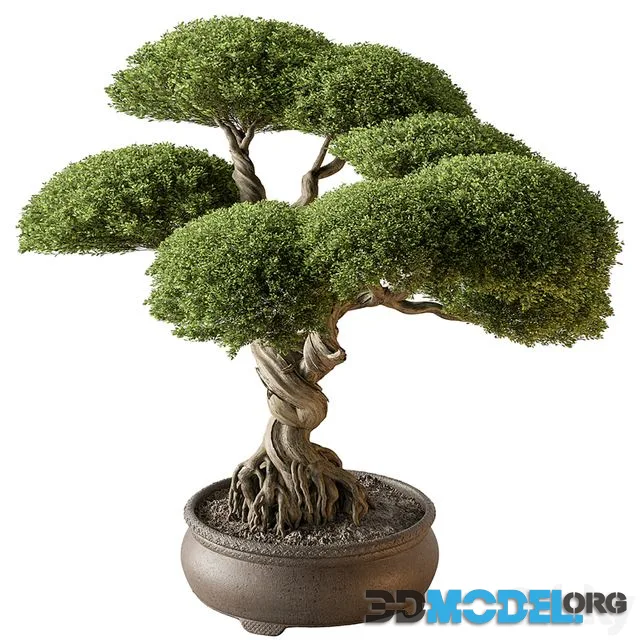 Indoor Plant 639 -Bonsai