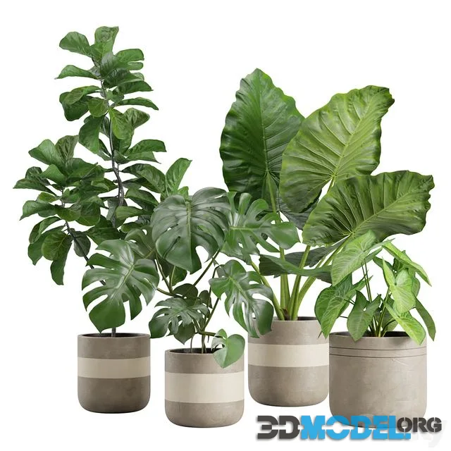 Indoor Plant Pack 21